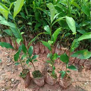 白花牛奶根树苗煲汤猪脚饭香料五指毛桃苗会昌牛奶子根全缘琴叶榕