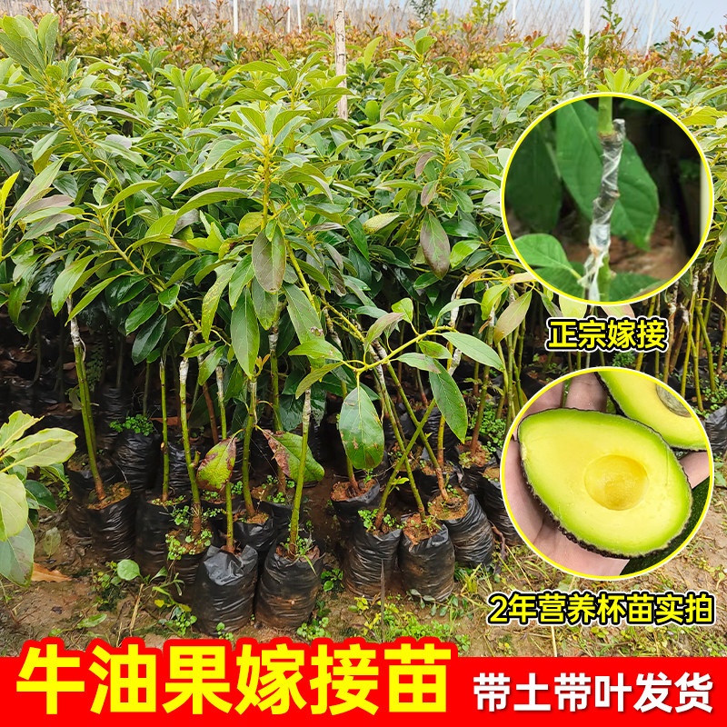 正宗牛油果嫁接树苗南北方种植
