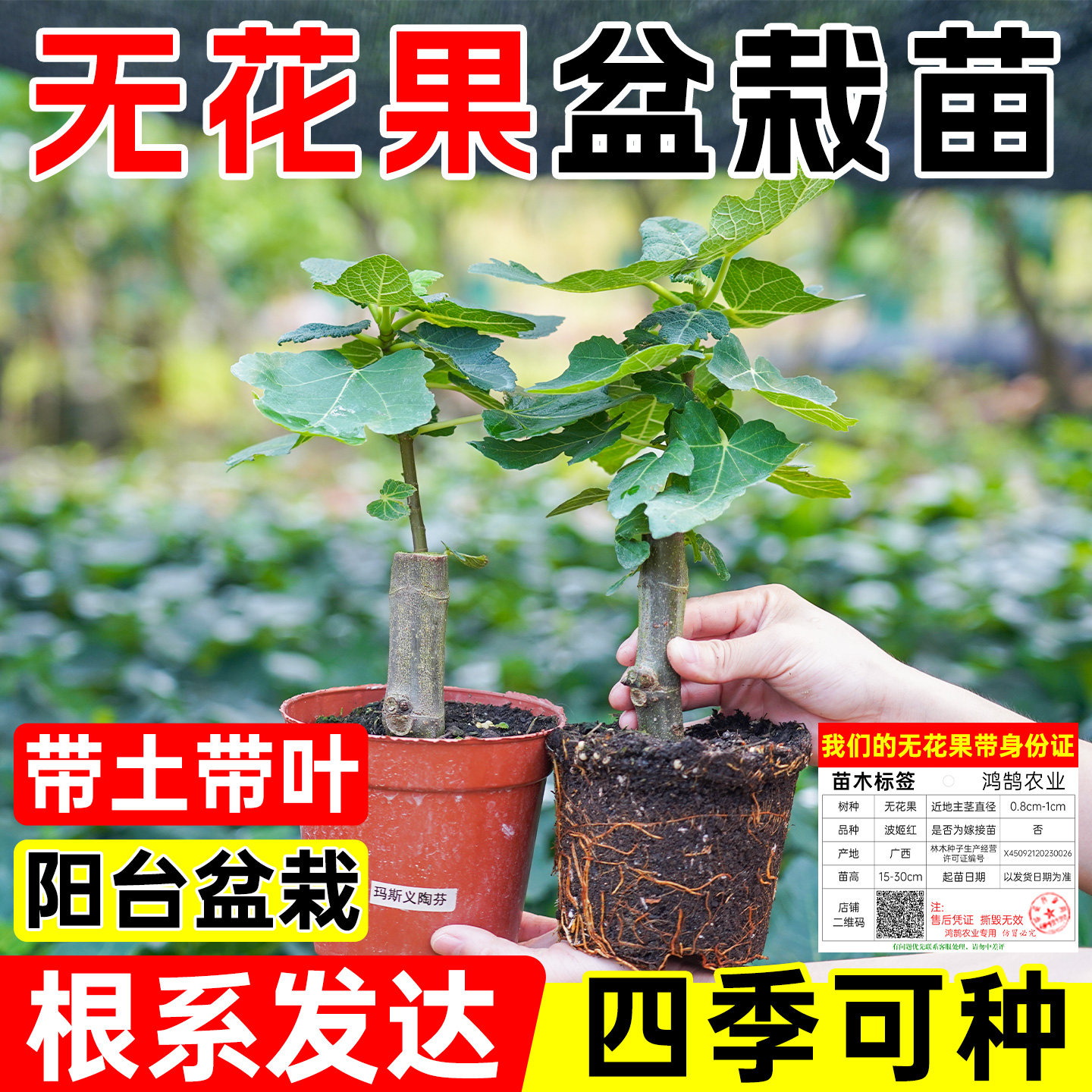 正宗无花果树苗盆栽四季特大果波姬红南北方阳台种植地栽当年结果
