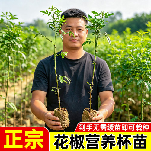 花椒树苗九叶青花椒苗麻椒苗盆栽四季种植南北方耐旱大红袍花椒苗