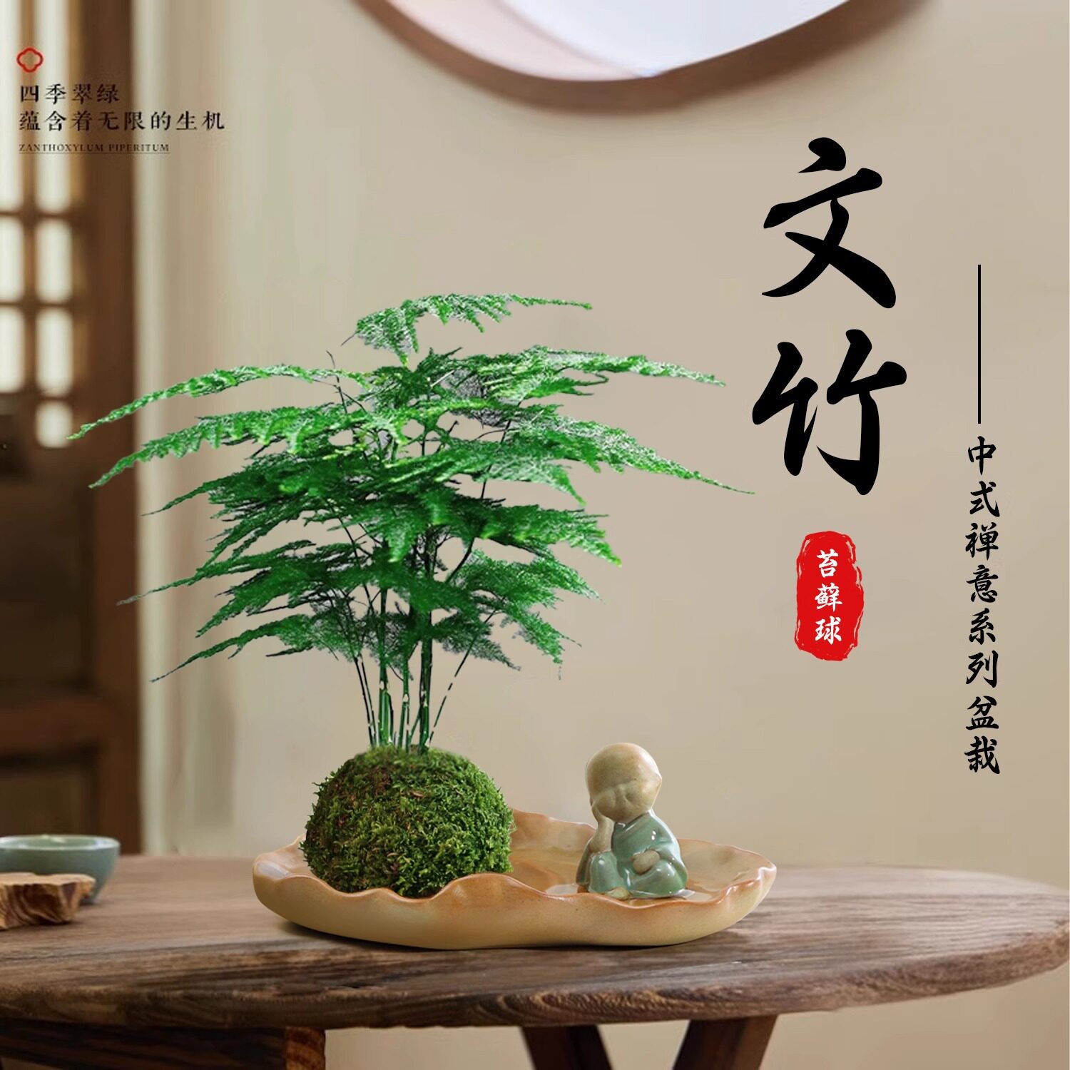 苔藓球文竹盆栽水苔球竹子水培植物室内禅意茶桌办公室水养小绿植