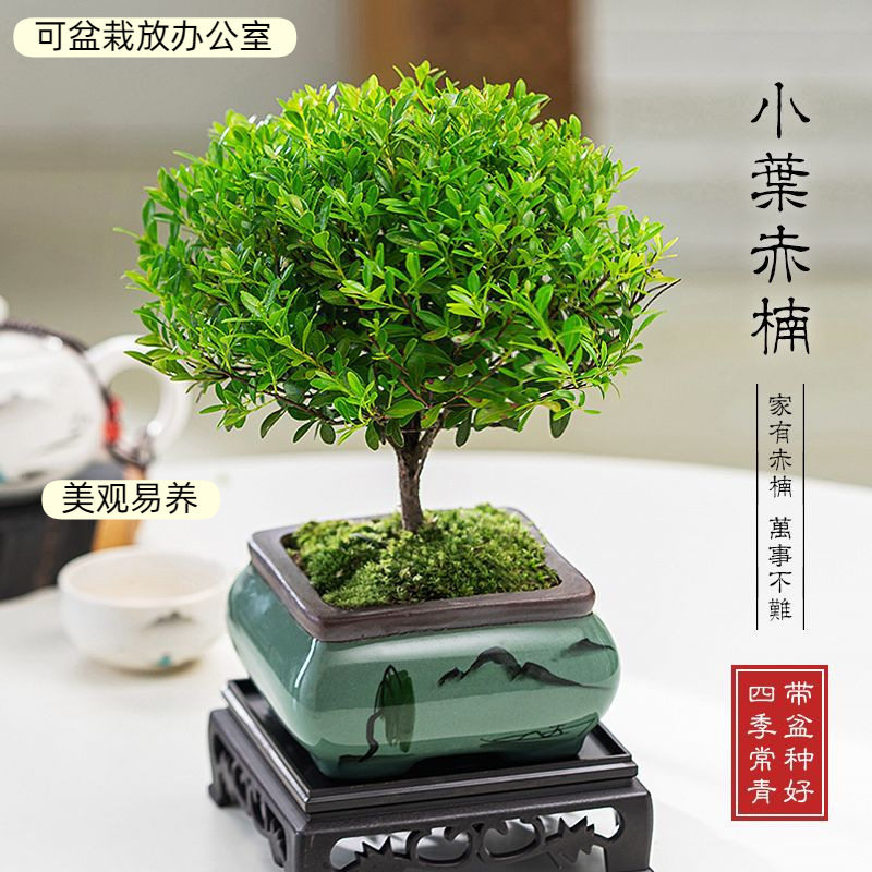 垂钓型植物小叶赤楠老桩盆栽盆景室内花卉办公室绿植好养四季
