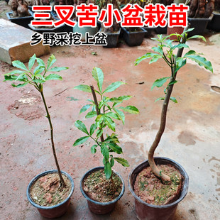 广西正宗三叉苦树苗三桠苦三丫苦中草药苗种子杯苗鸡骨树带土带叶