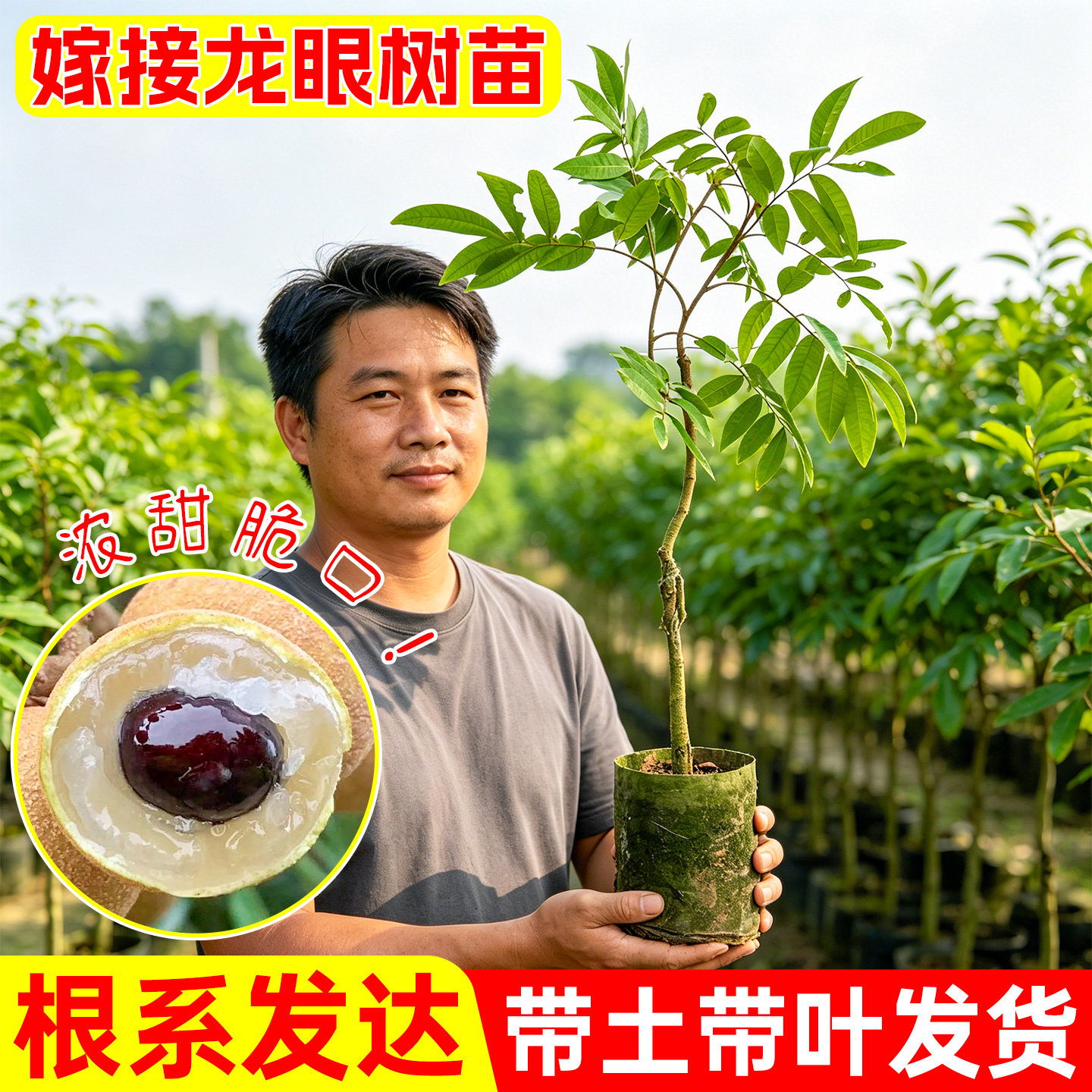 精品果树苗石峡储良龙眼果树苗种植盆栽地栽当年结果四季龙眼树苗