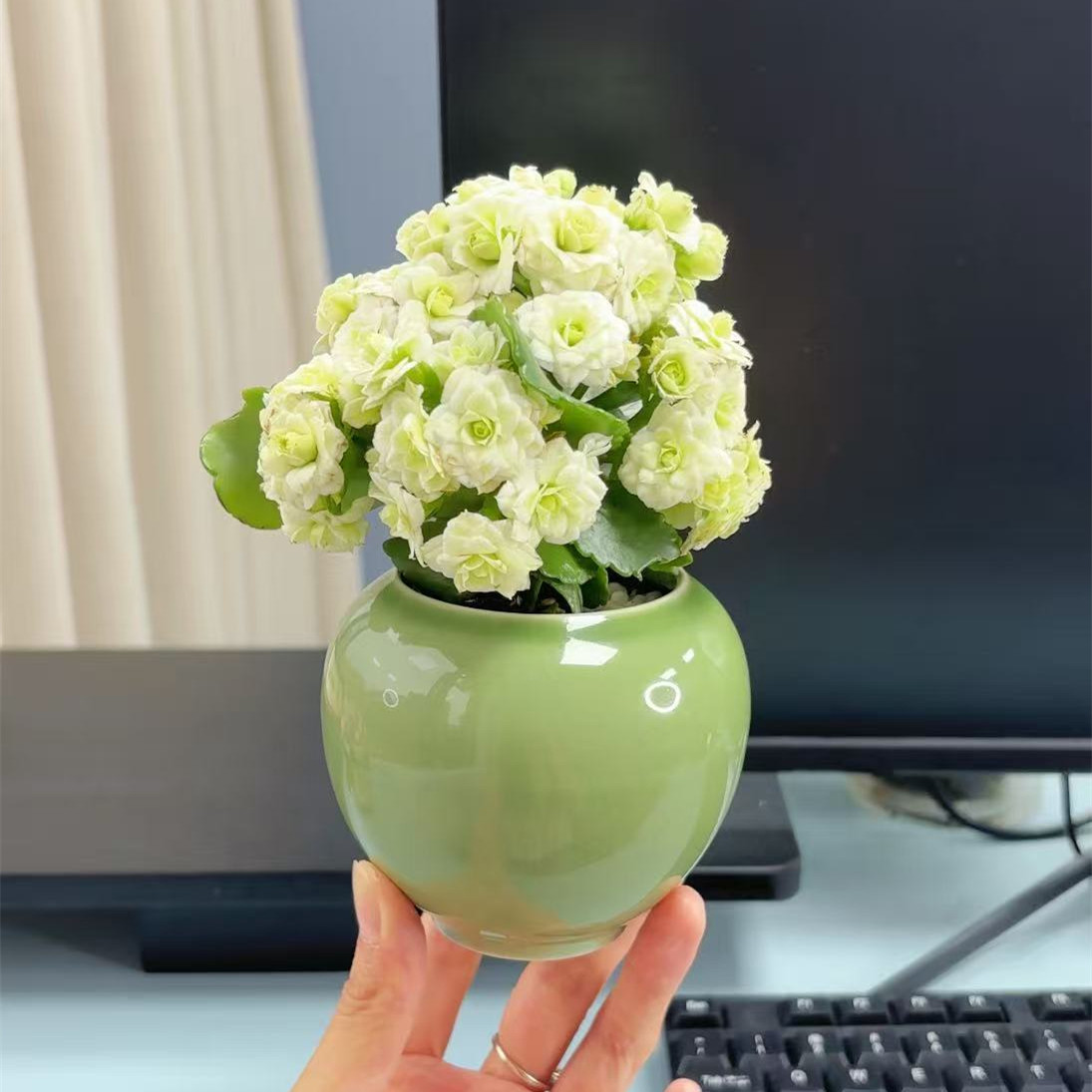 绿巴黎长寿花多肉盆栽室内客厅办公室桌面绿植开花花卉植物好养活