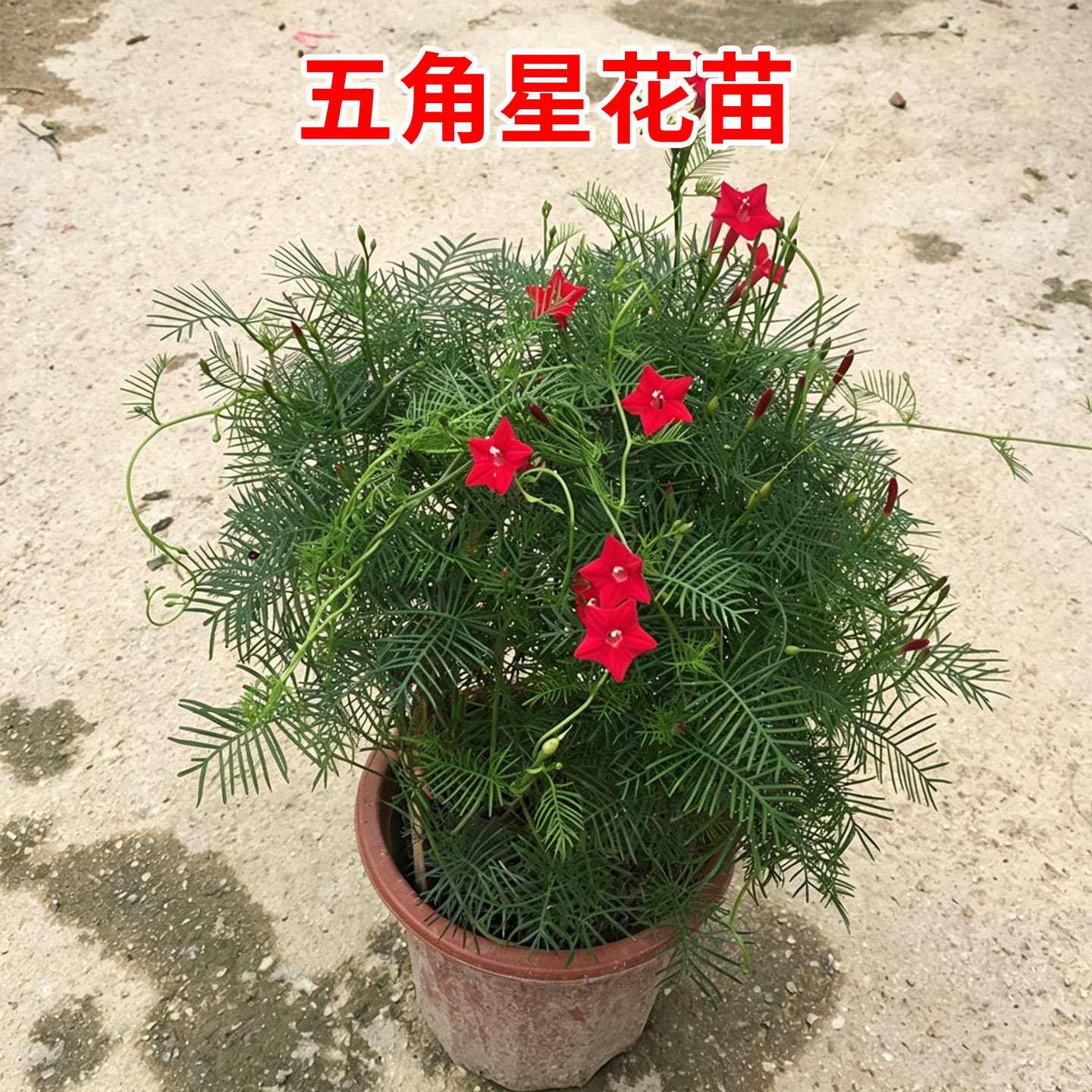 五角星花苗爬藤植物羽叶茑萝花盆栽阳台庭院种植基地直发带土带叶