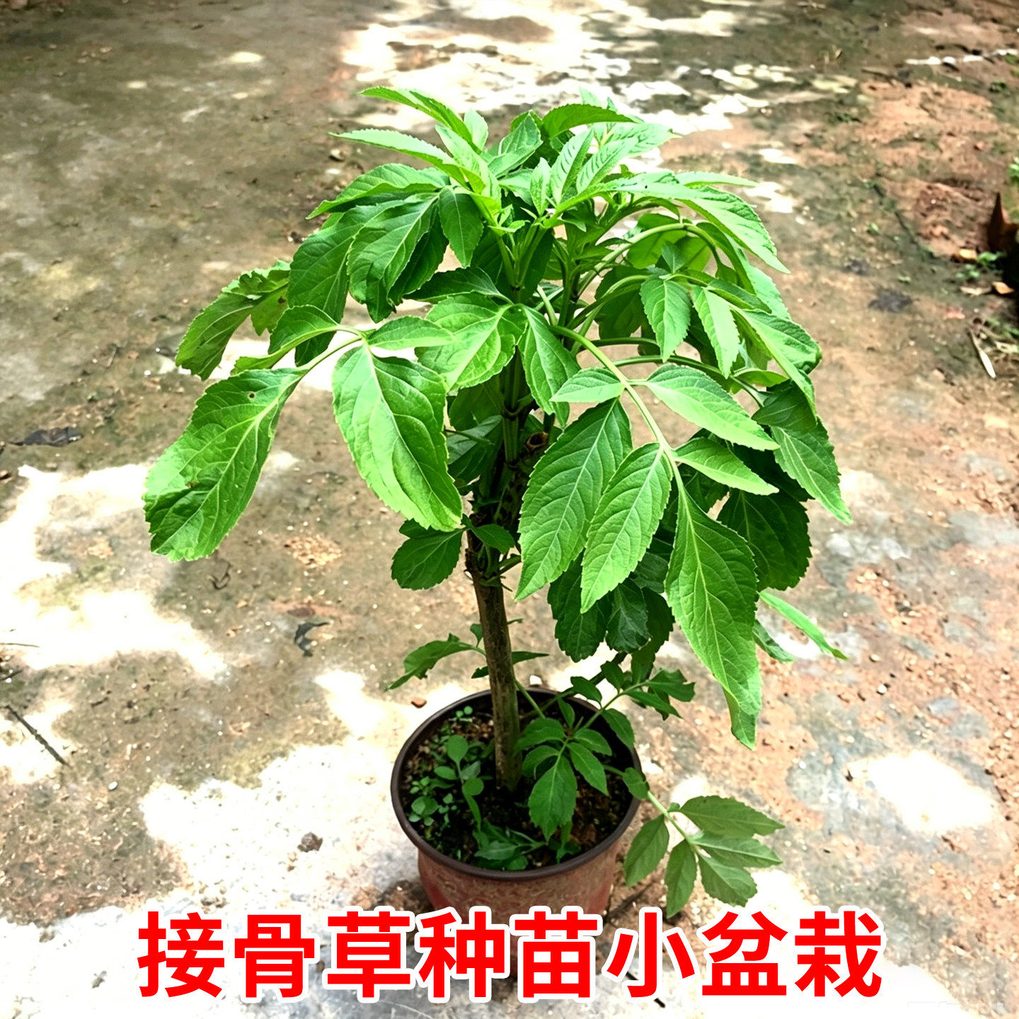 正宗接骨草八棱麻陆英中草药大臭草小接骨丹天然生长新鲜现采药用