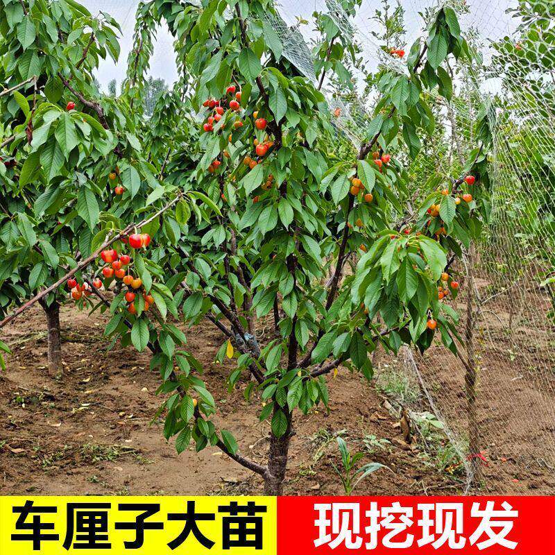 车厘子树苗黑珍珠车厘子樱桃树苗嫁接樱桃苗南北方盆栽地栽果树苗