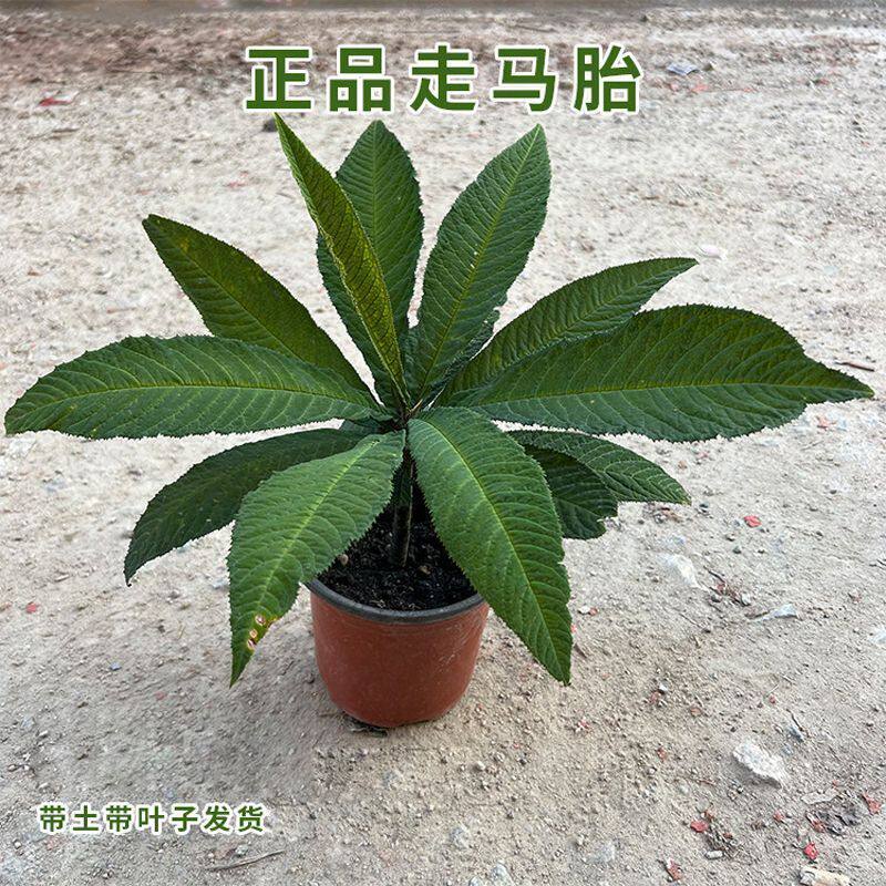 正品走马胎种苗带土发货绿植盆栽大叶紫金牛血枫中草药苗走马胎苗