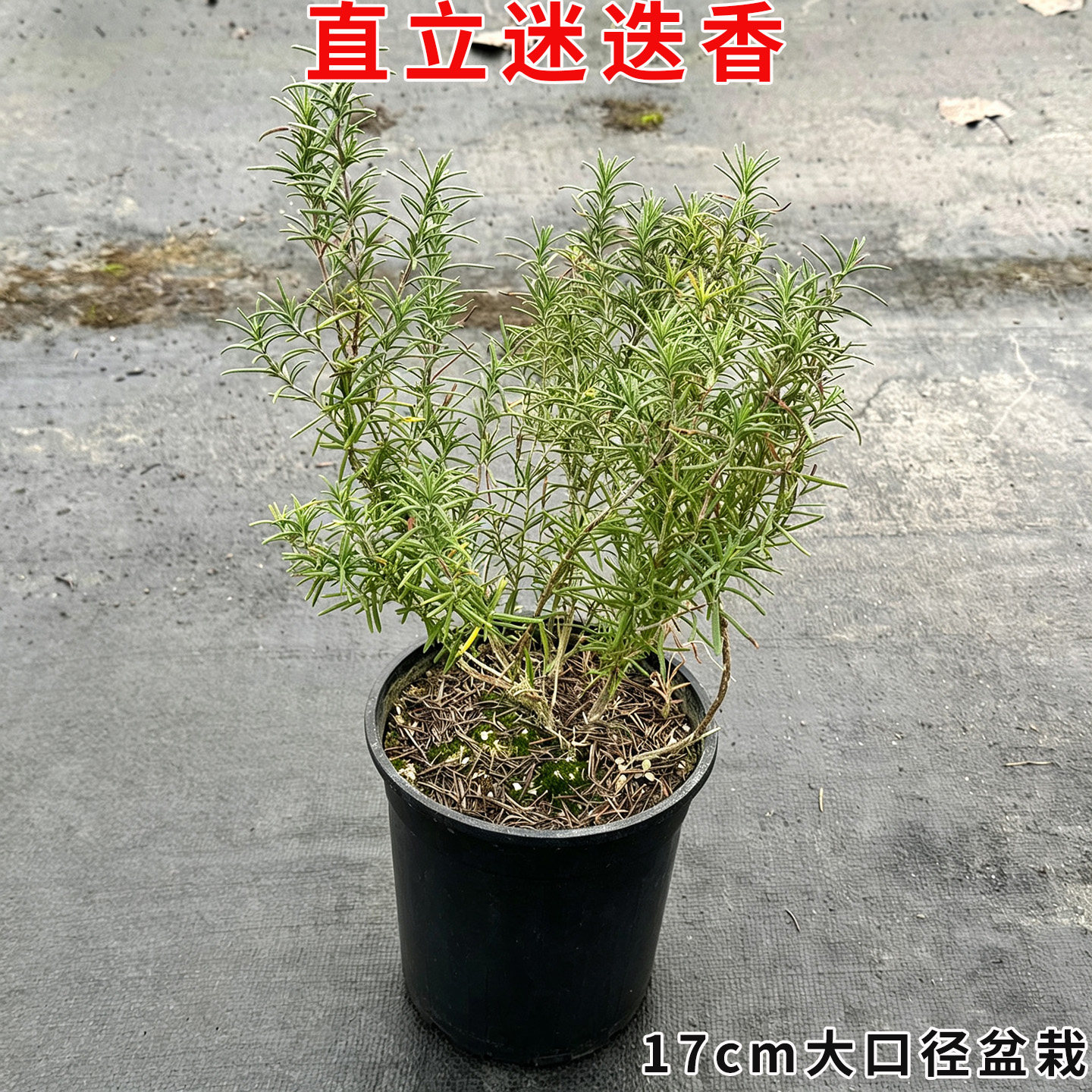 直立迷迭香匍匐迷迭香可食用多年生香草植物盆栽牛排烹饪西餐香料