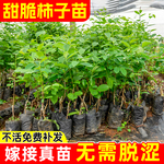 甜脆柿子树苗带土带叶太秋甜柿嫁接柿子阳丰甜柿南方北方次郎脆柿