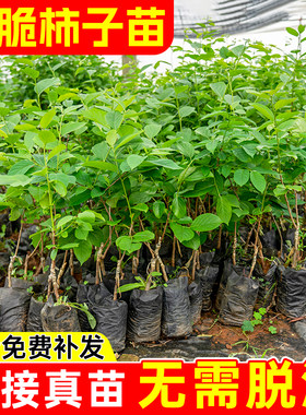 甜脆柿子树苗带土带叶包成活