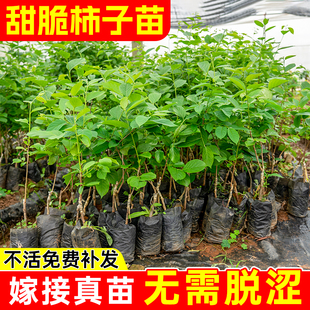 甜脆柿子树苗带土带叶太秋甜柿嫁接柿子阳丰甜柿南方北方次郎脆柿
