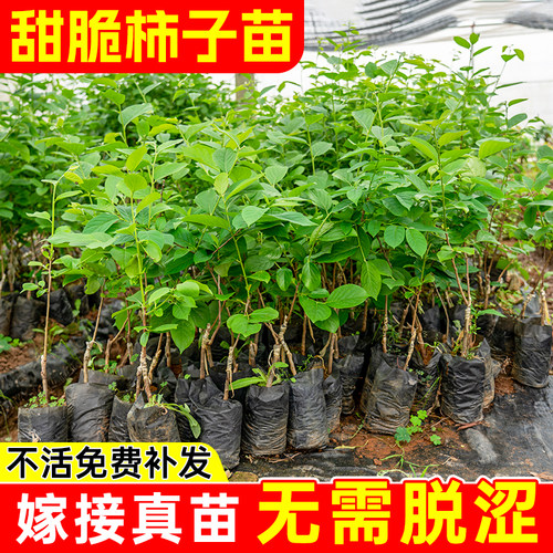 甜脆柿子树苗带土带叶包成活