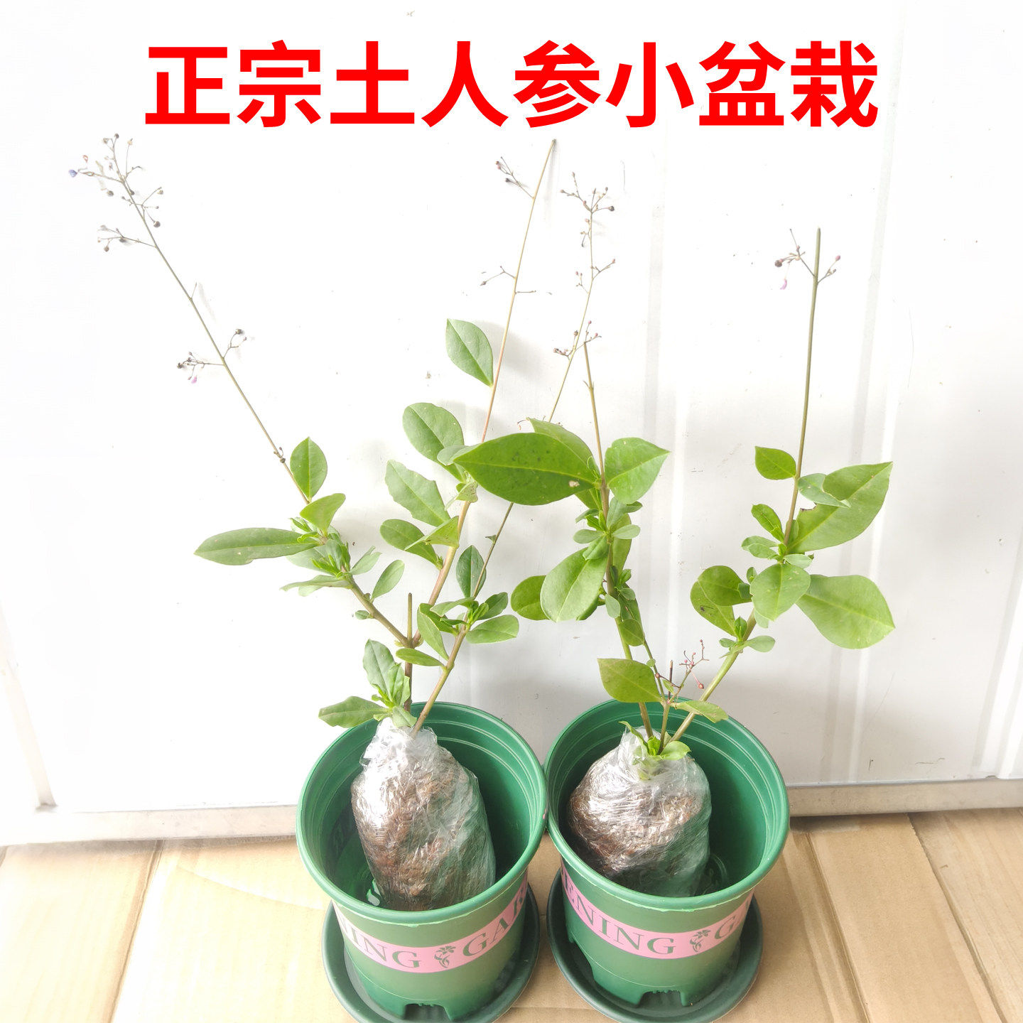 土人参菜苗美味食用人参菜蔬菜苗新鲜土洋参叶根中草药材野菜种苗