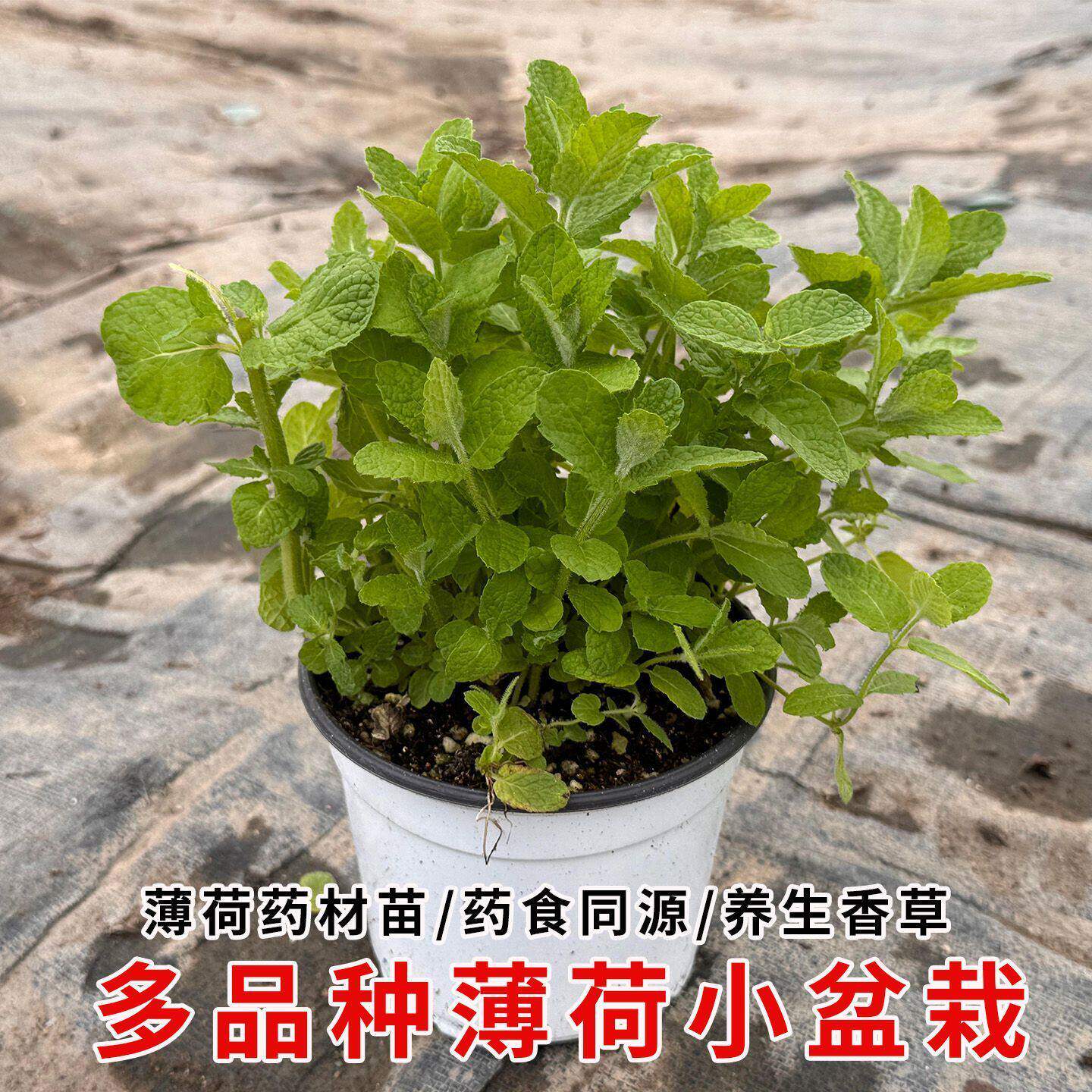 苹果薄荷盆栽可食用中草药薰衣草薄荷苏格兰香槟薄荷盆栽阳台种植