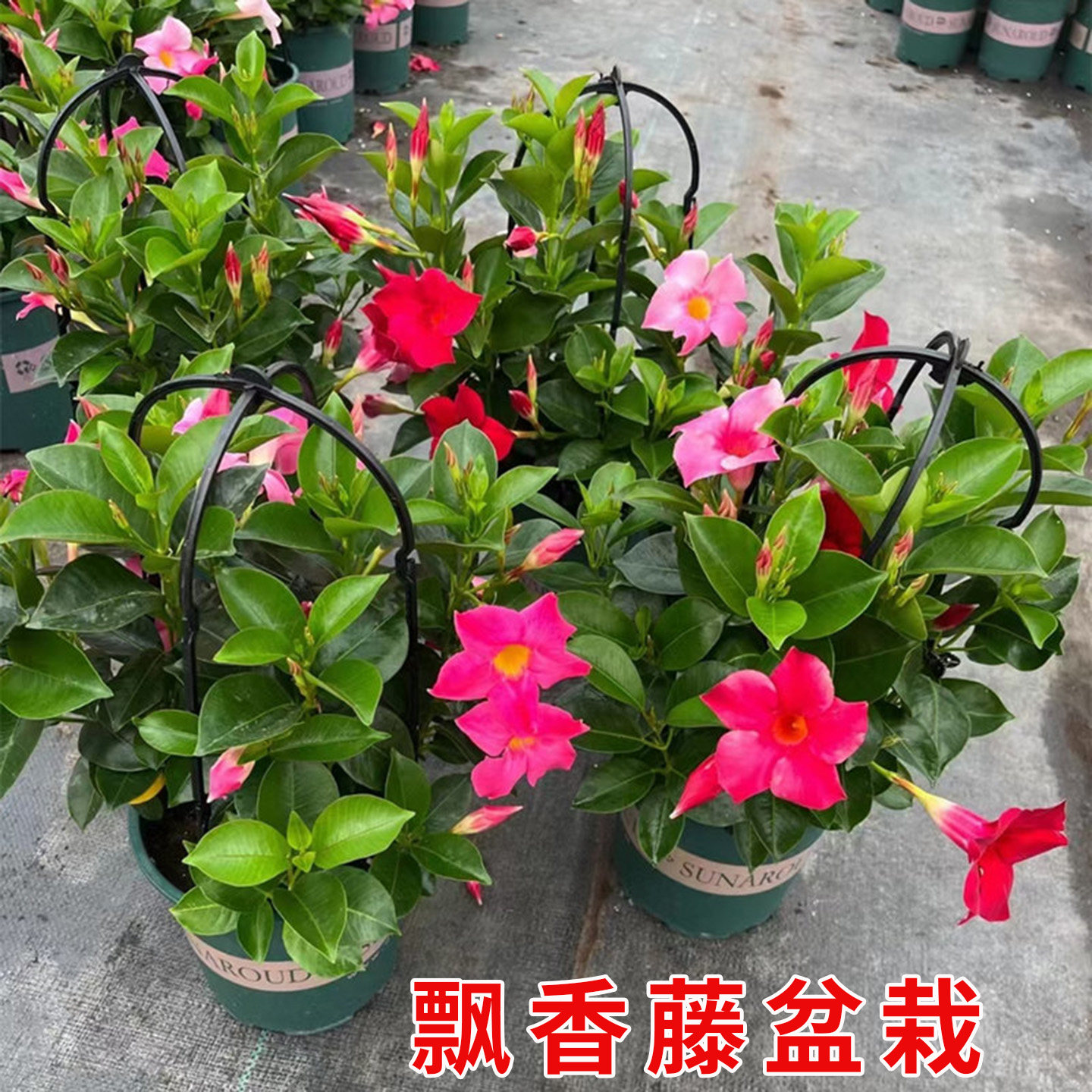 飘香藤双喜藤盆栽多季开花
