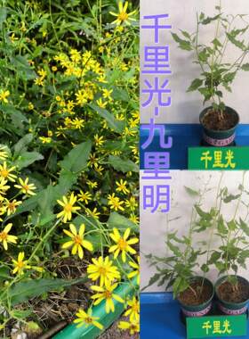 正宗千里光中草药苗带土发货庭院阳台种植盆栽地栽清热解毒中草药