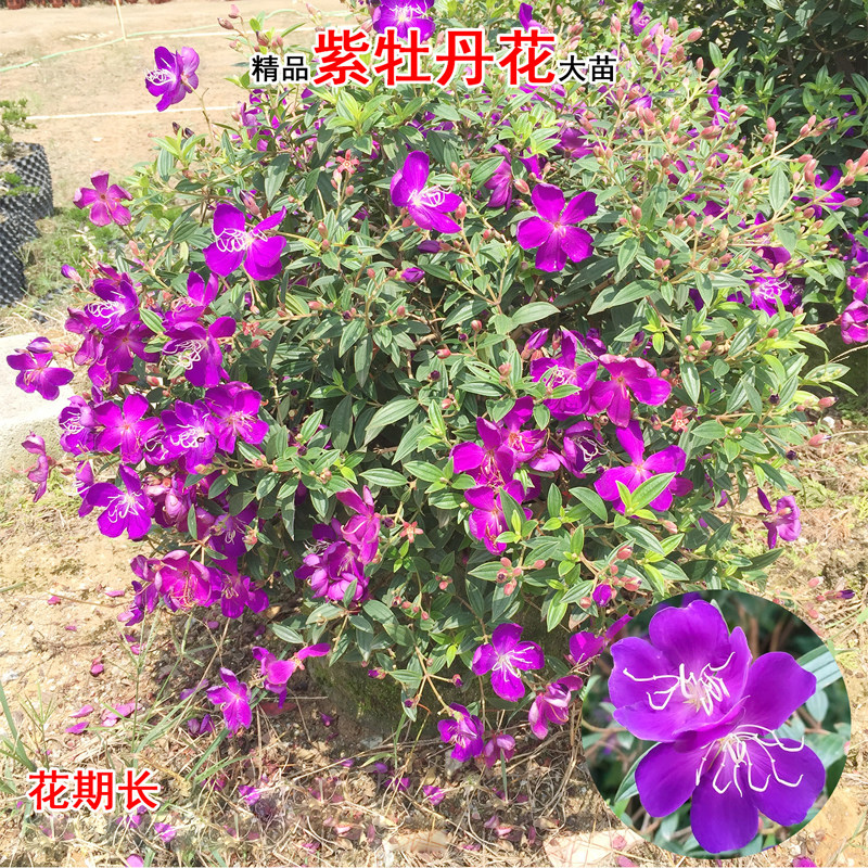 紫牡丹花苗盆栽巴西野牡丹四季开花阳台庭院耐寒耐热牡丹花苗植物