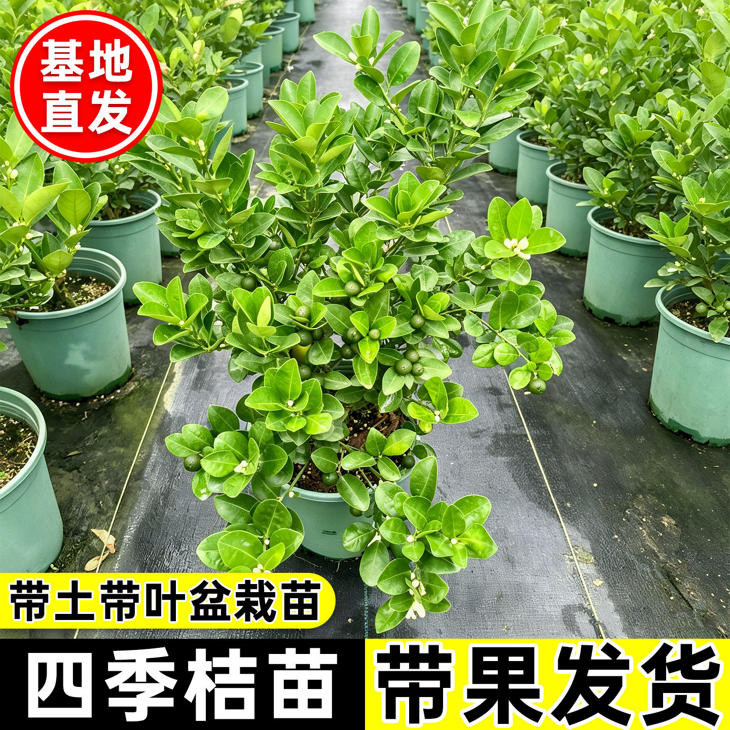 四季桔金桔树树苗盆栽苗年橘可食用四季橘子果树苗客厅室内外植物