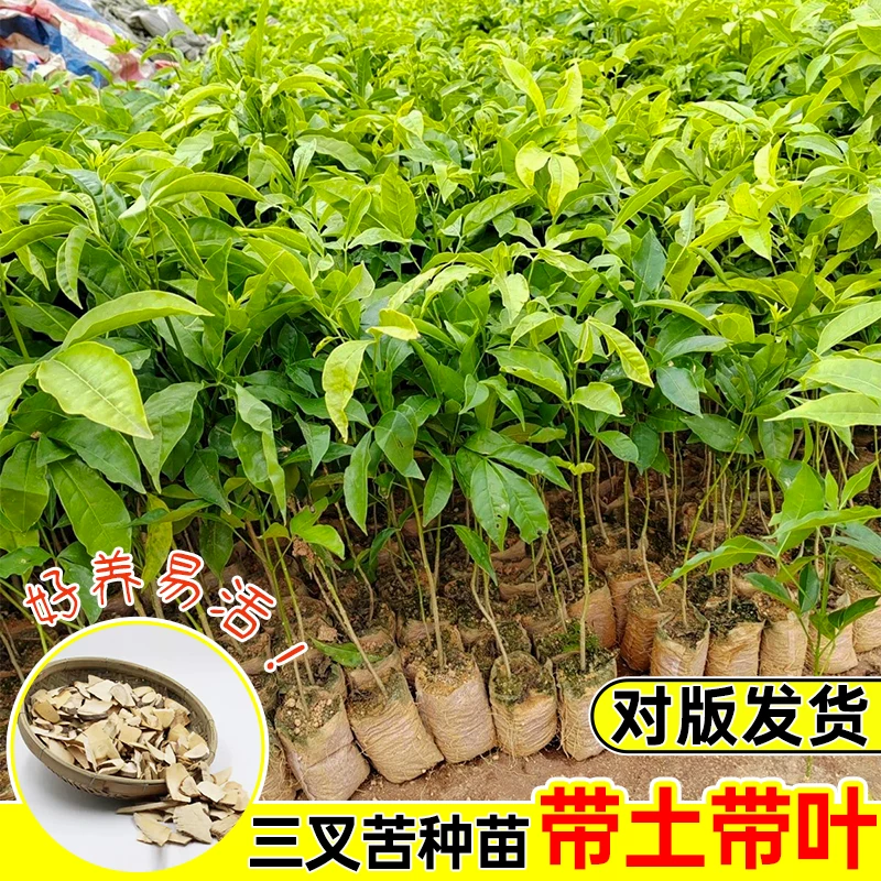 Sanya Ku Xiaohuang Powder Three-branched Gun Chicken Bone Sapling Sanya Ku Leaf Plant
