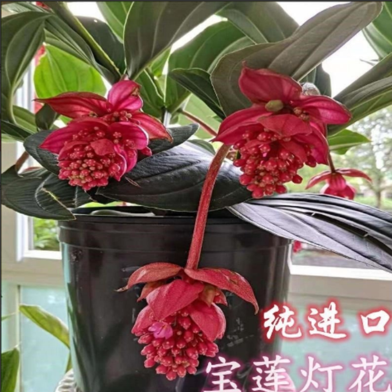 易活宝莲灯花盆栽阳台净化空气图片