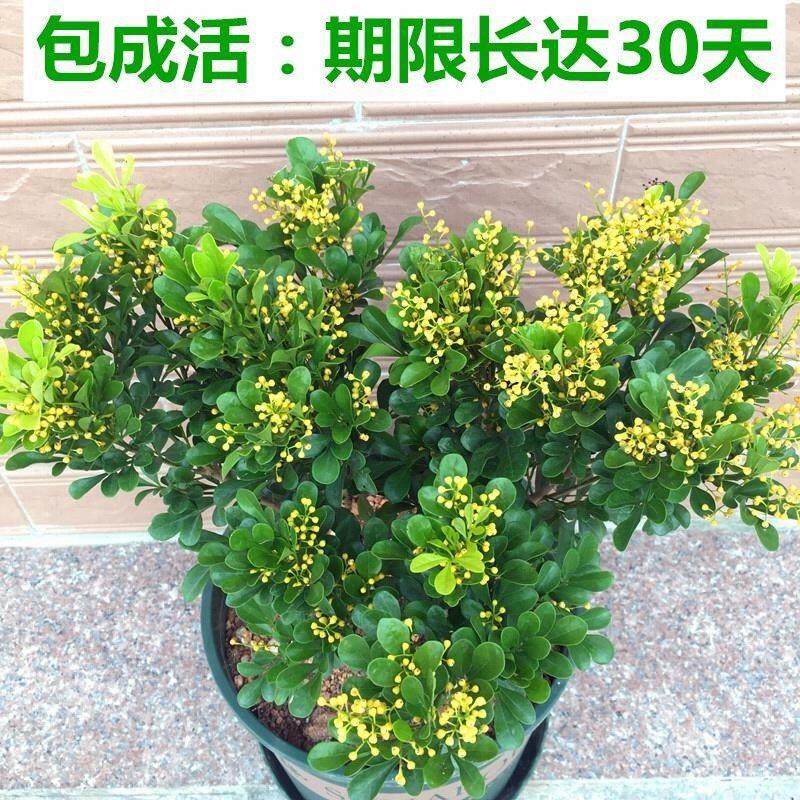 四季米兰带花苞盆栽米仔兰室内外盆栽带花植物米兰花米仔兰鱼子兰