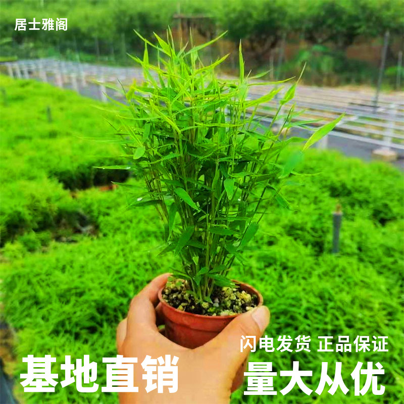 【日本姬翠竹】一盆包邮山野草盆桌面绿植