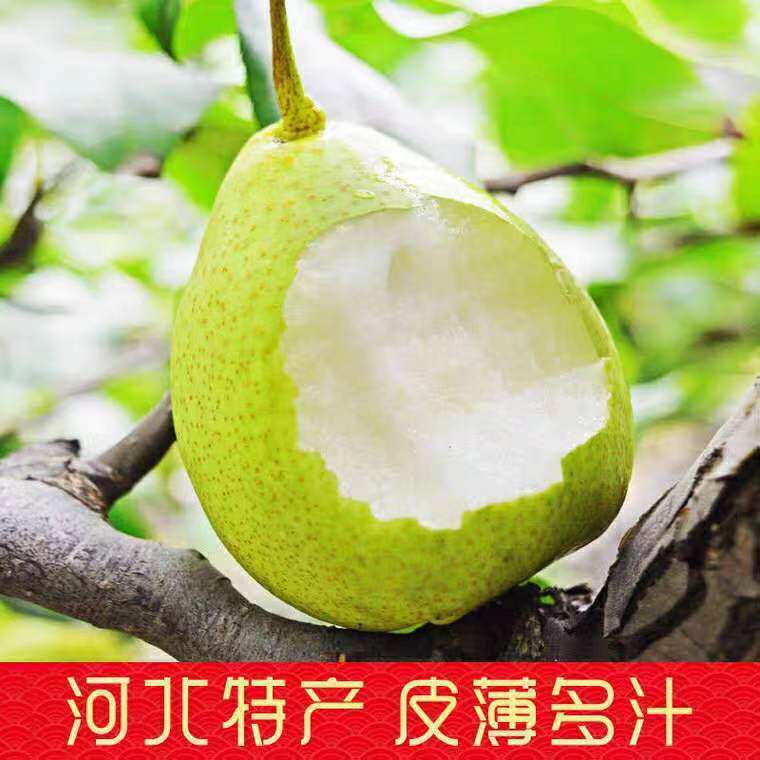 河北青皮鸭梨超甜5斤净重河北大鸭梨水晶梨新鲜现摘现发产地直发