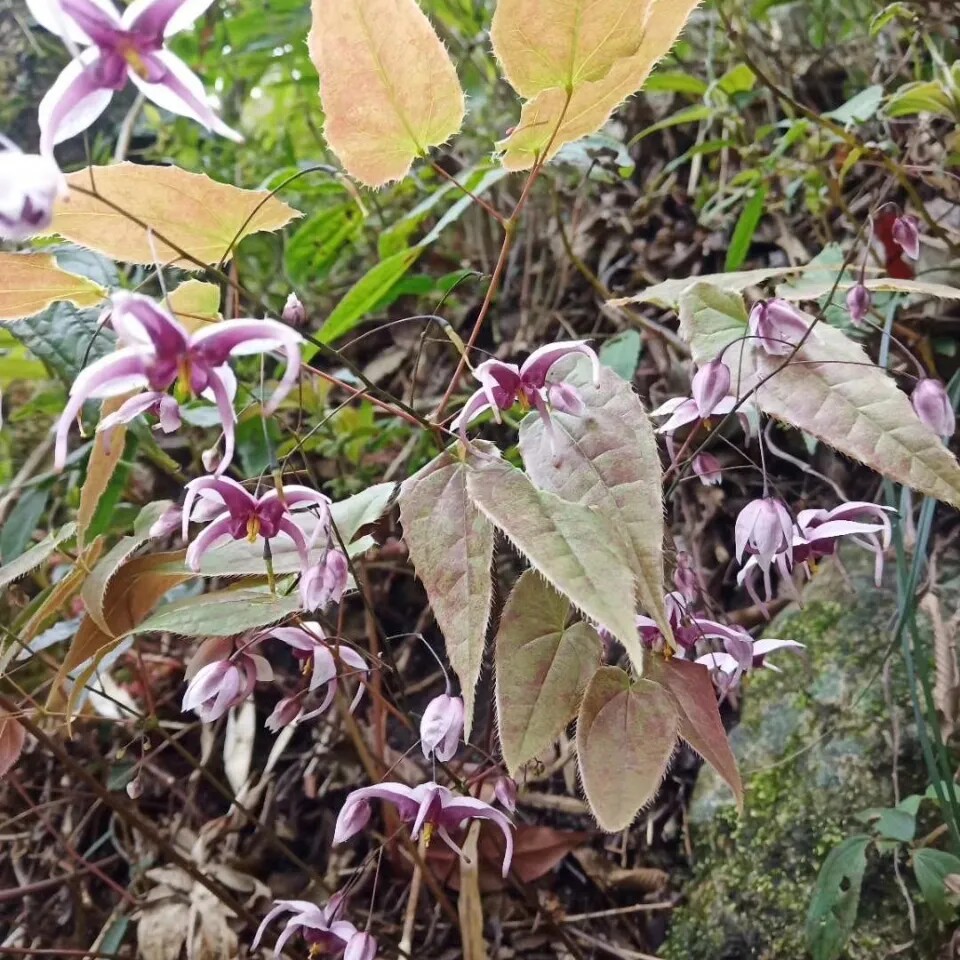 贵州新鲜淫羊藿茶叶仙灵脾三枝九叶草肉苁蓉500g泡茶泡酒包邮