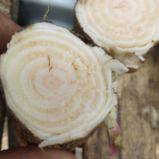 新鲜纯野生商陆根中药材 见肿消 地萝卜 莪羊菜 山萝卜 500g包邮