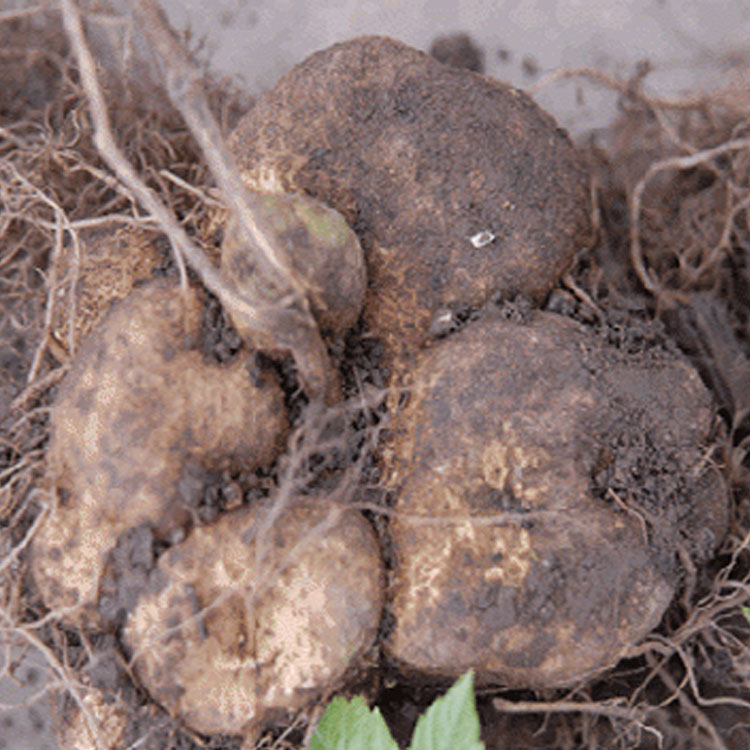 贵州特产雪胆500g包邮苦金盆新鲜曲莲中药材 锅底蛇莲金龟莲胃用