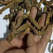 贵州农家自晒石菖蒲野生中药材 石昌浦石昌蒲山菖蒲 新货石菖蒲