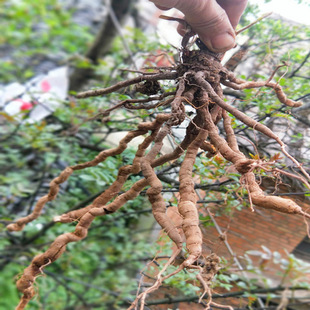 贵州特产新鲜毛血藤500g 包邮 新鲜中草药胖血藤飞蛾藤白花藤