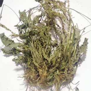 农家自晒野生车前草新干货中药材整颗晒干500g包邮天然贵州车前草