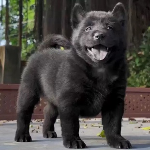 广西纯种中华田园犬纯土猎五黑犬黄狗白面