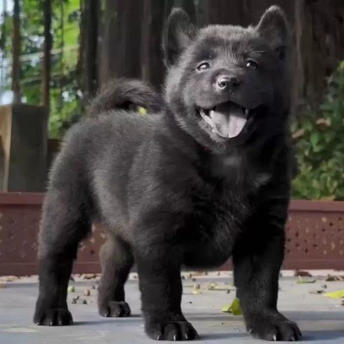 广西纯种中华田园犬纯土猎五黑犬黄狗白面
