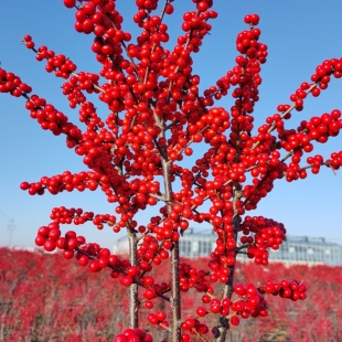 北美冬青鲜切枝红果盆栽年宵花真花室内水养插花客厅装饰乔迁鲜花