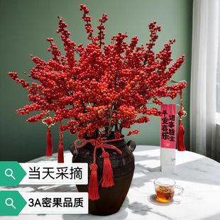 年宵花北美冬青红果真花鲜花鲜切枝水培花材蝴蝶兰大花惠兰鲜花