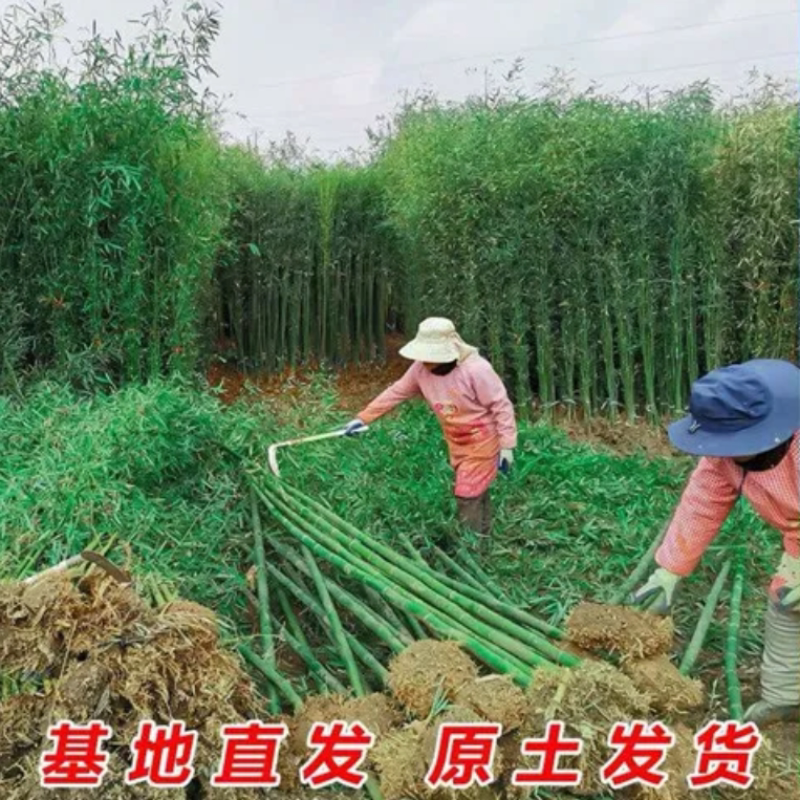 庭院观赏竹子紫竹笋/紫色竹子苗/紫竹 青竹笋趣味美观四季常青