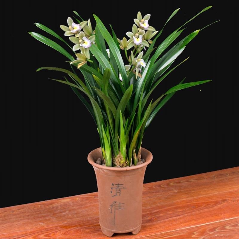 兰花盆栽兰花苗墨兰室内阳台花卉植物四季常青净化空气吸甲醛好养