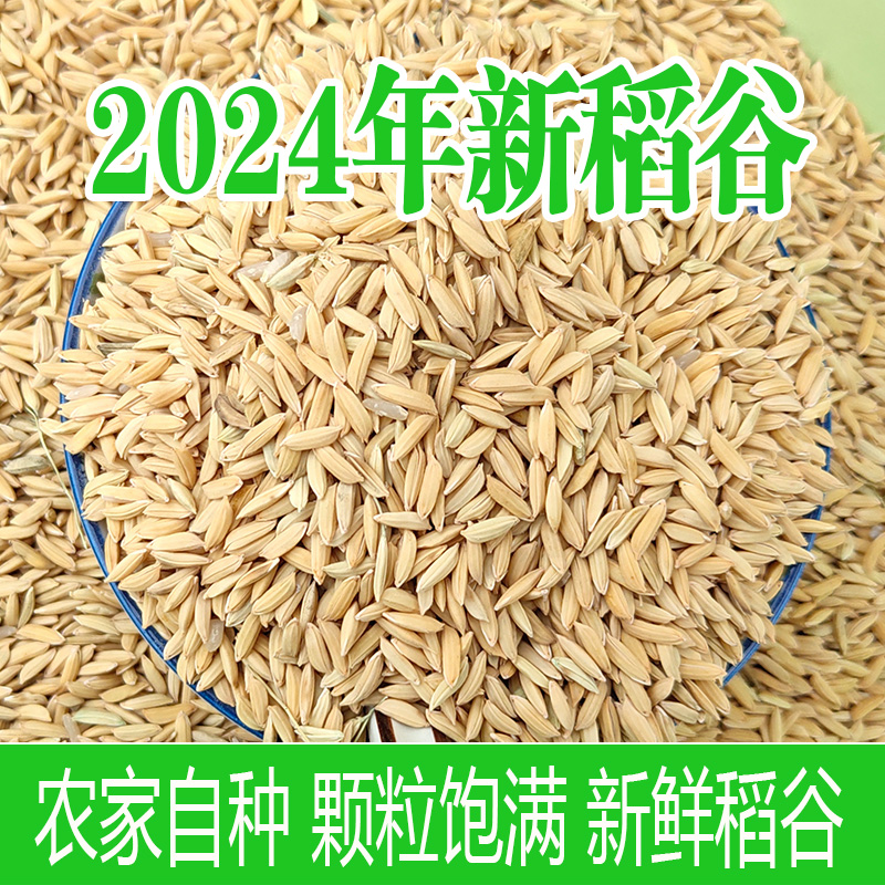 2024年农家自种带壳大米新稻谷谷子水稻稻子带壳粮食5斤10斤包邮