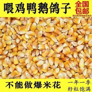 大颗粒玉米粒喂鸡喂鸽子玉米粒喂鸭鹅鸽子猪牛羊兔子动物鸟饲料