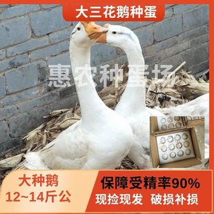 鹅种蛋受精蛋大型鹅三花皖西泰州五龙鹅受精卵孵化鹅蛋4枚包邮