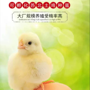 纯种红瑶鸡种蛋可孵化小鸡受精蛋散养土鸡蛋高受精率10枚起发