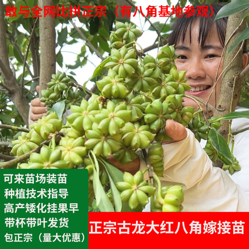 大红八角苗广西高产嫁接大料树苗