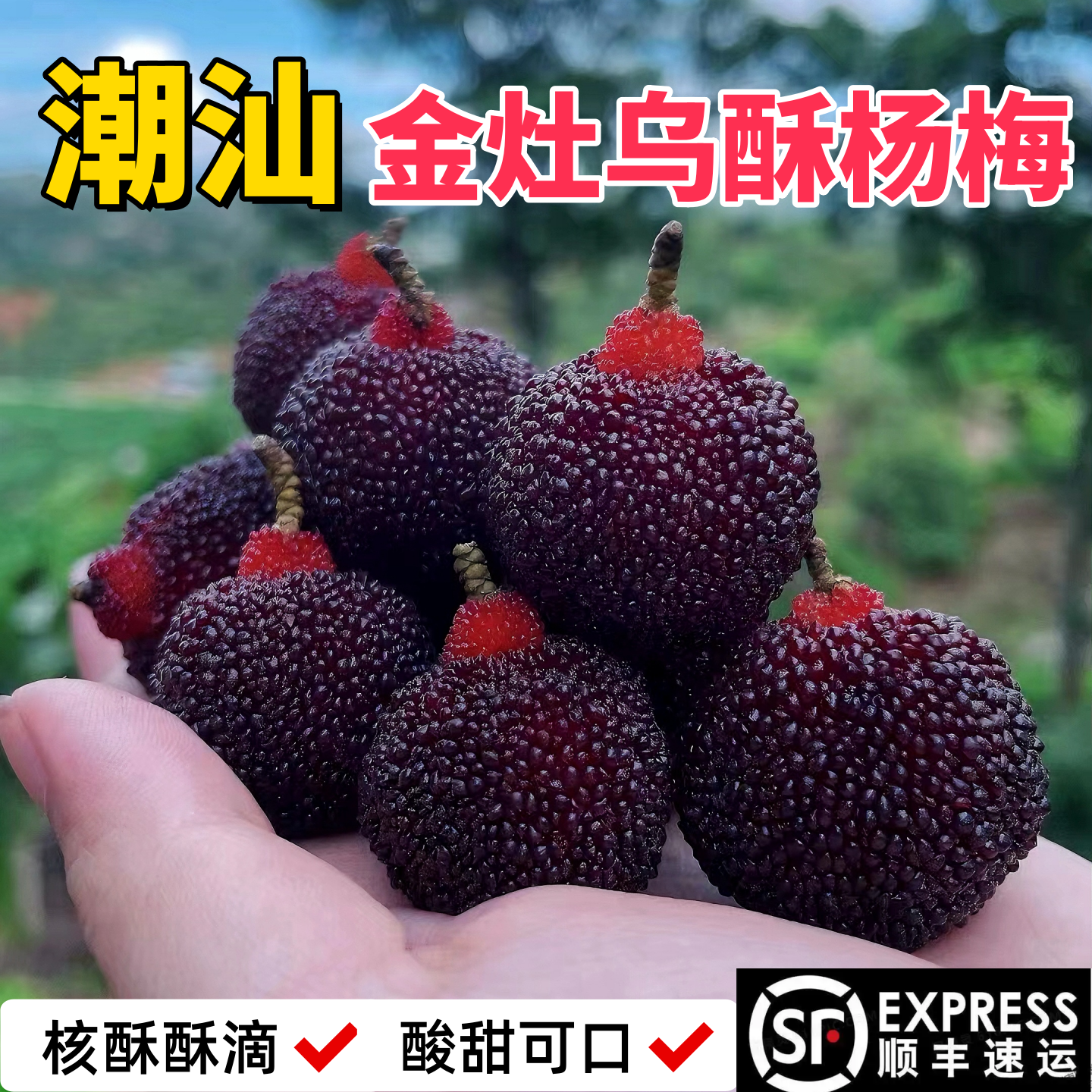 乡里阿蓉【乌酥杨梅】金灶本地乌苏杨梅潮汕乌酥杨梅核酥酸甜可口