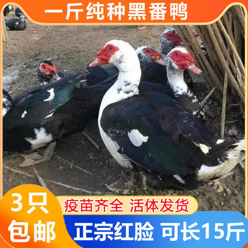 1斤正宗番鸭火鸭西洋鸭黑白红脸鸭旱鸭小鸭子包活到家宠物鸭观赏