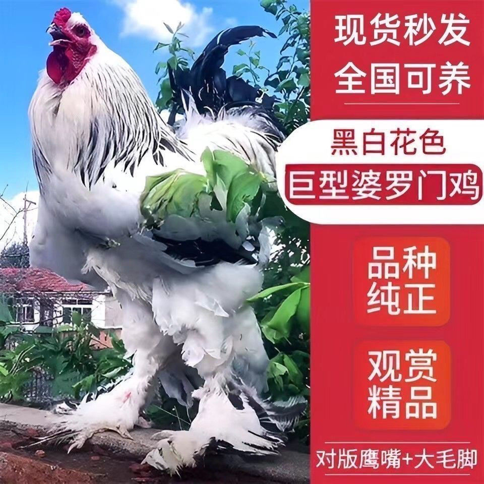 一斤婆罗门鸡活鸡正宗大种高脚毛腿鸡活鸡包活到家观赏鸡梵天鸡