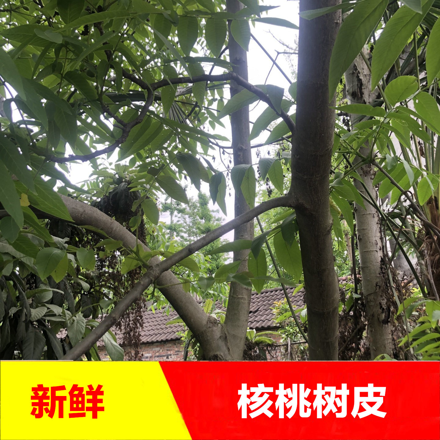 新鲜核桃树树叶树皮无硫包邮图片
